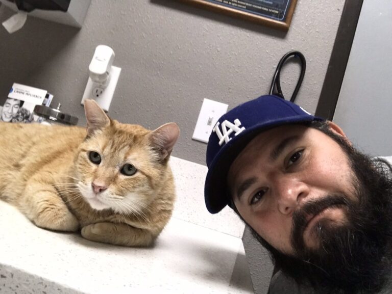 ambassador dog and cat hospital los angeles