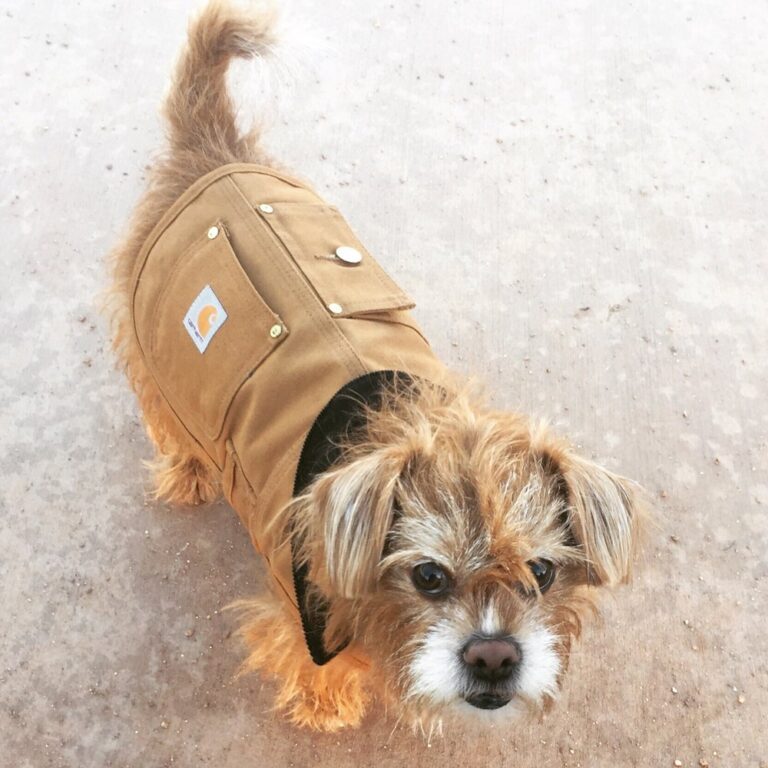 banning veterinary hospital banning