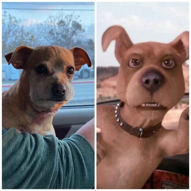 banning veterinary hospital banning