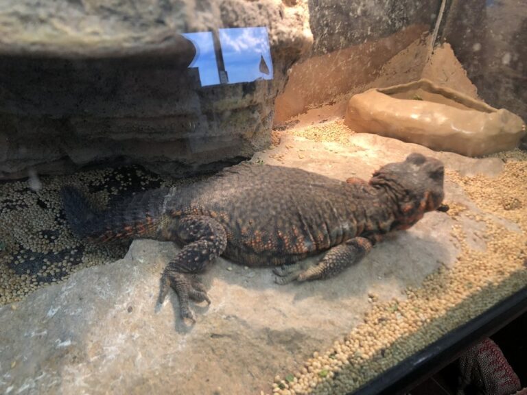 creation and earth history museum santee creation and earth history museum santee