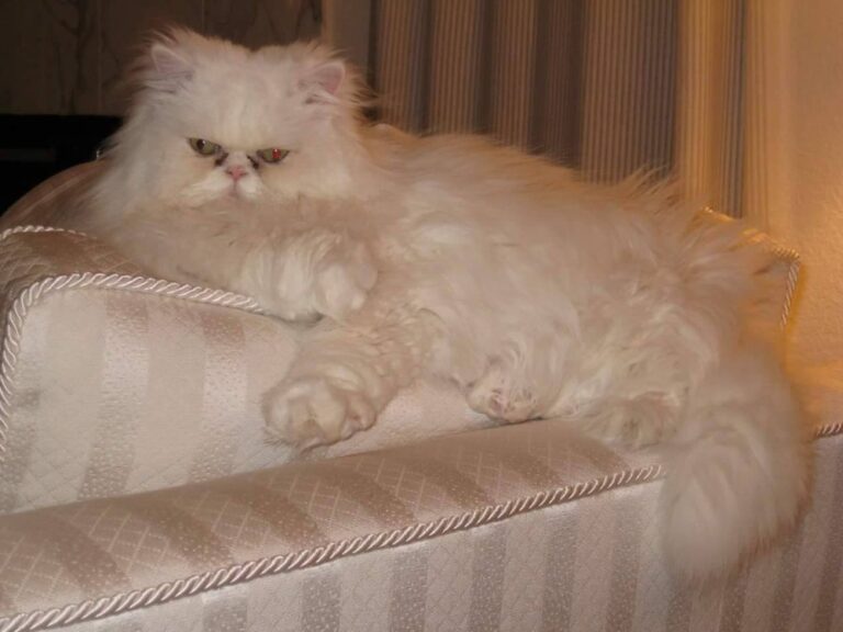 laguna hills animal hospital laguna hills