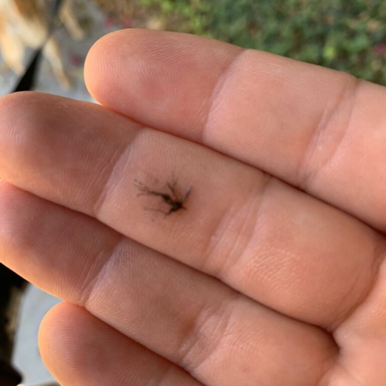 pacwest exterminators buena park