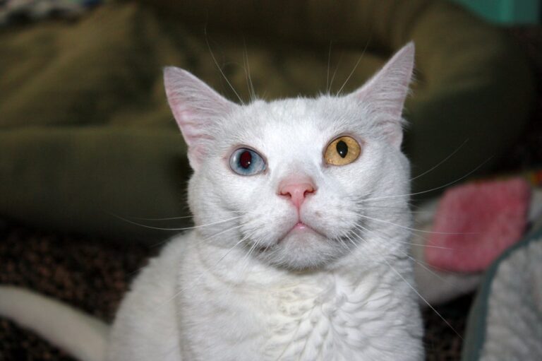 riverside animal hospital riverside