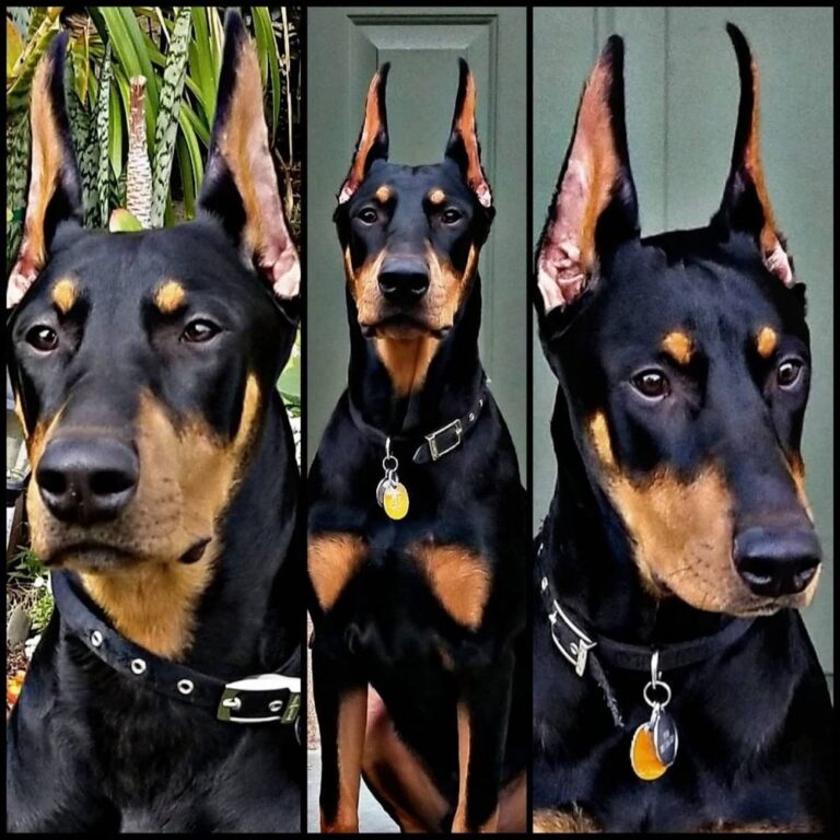 riverside animal hospital riverside