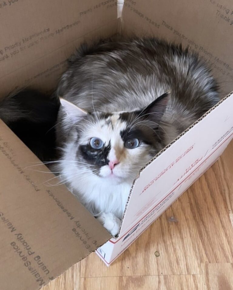 shepherd of the valley lutheran church west hills shepherd of the valley lutheran church west hills