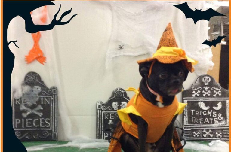 tlc animal clinic chino hills