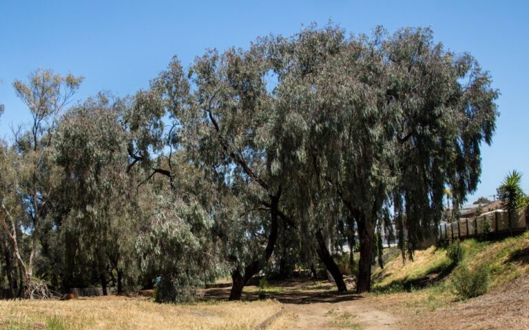 westminster presbyterian church san diego