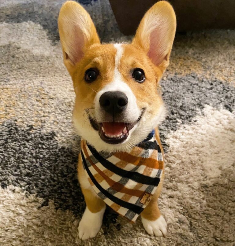 yolinda animal hospital placentia