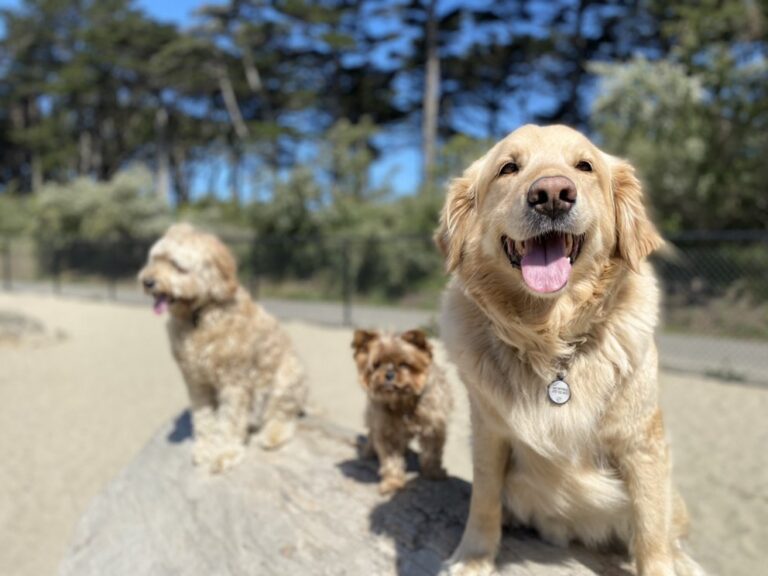 bark to breakers san francisco