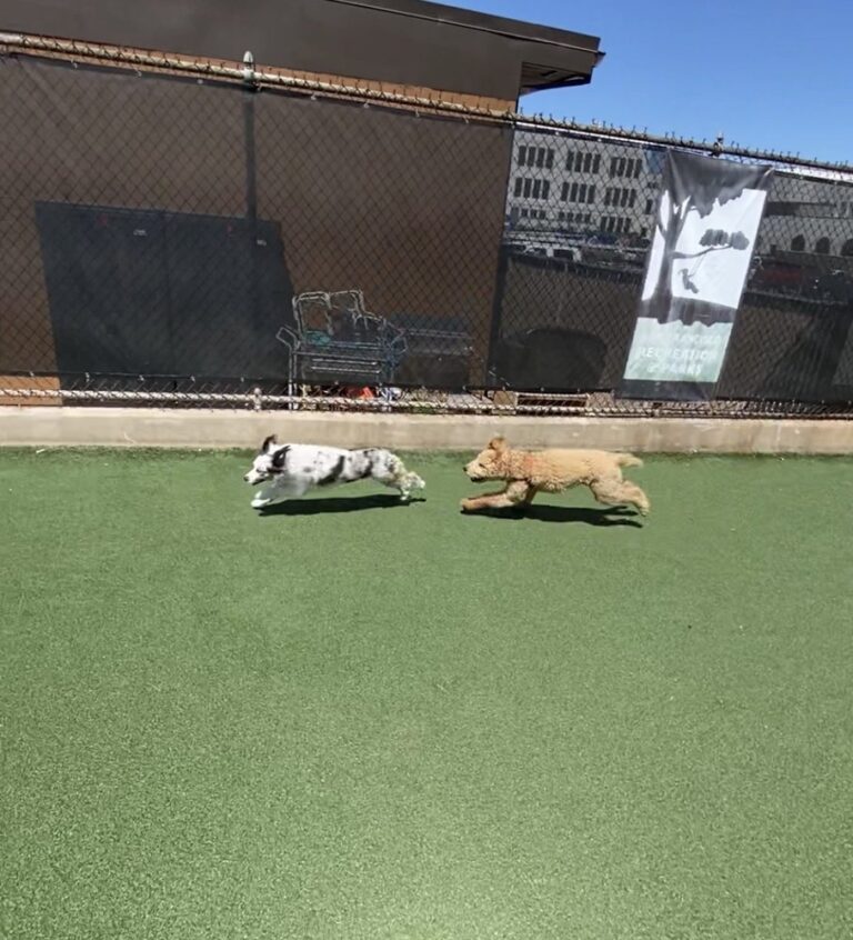 bark to breakers san francisco