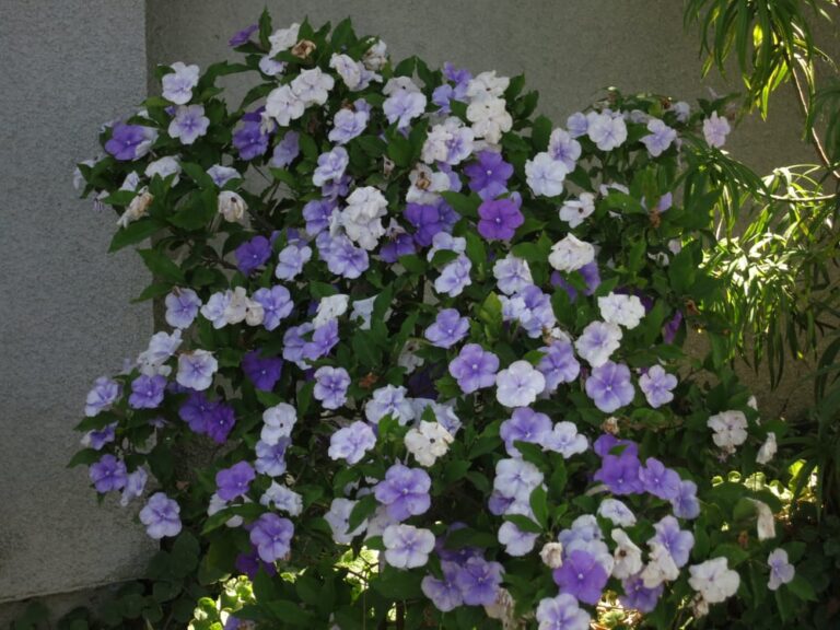 christ lutheran church elca long beach