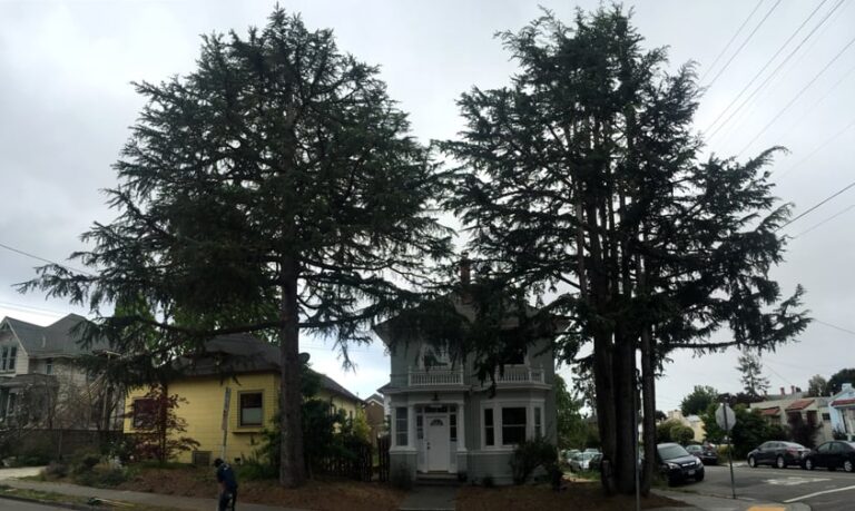 oakland aesthetics oakland 3