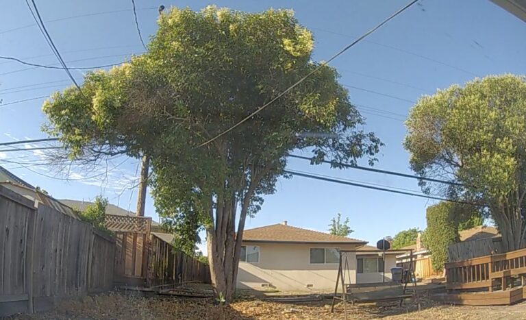 skyview tree service los gatos