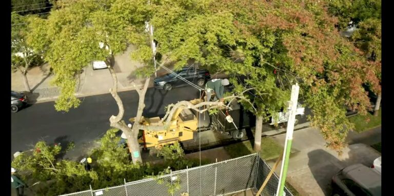 skyview tree service los gatos skyview tree service los gatos