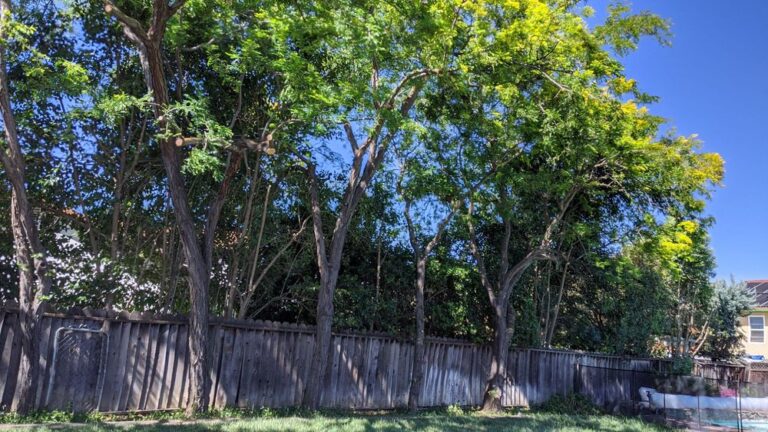 skyview tree service santa clara 2