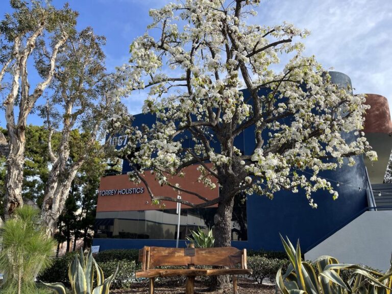 torrey holistics san diego 3