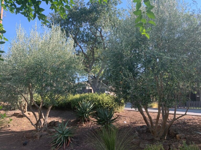 traverso tree service martinez