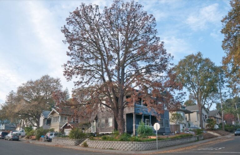 traverso tree service martinez