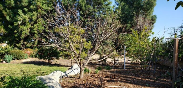 tree md of orange county orange