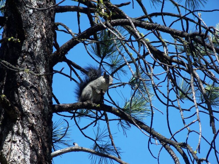 camp maranatha idyllwild