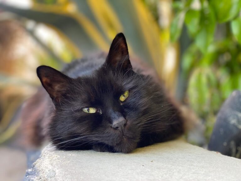 harbor animal hospital torrance