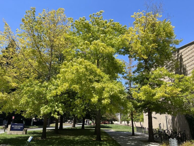 sonoma state university rohnert park