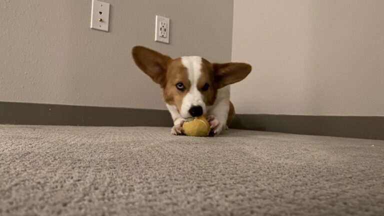 the veterinary care center los angeles