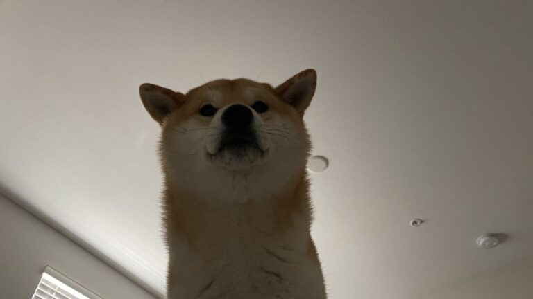 the veterinary care center los angeles