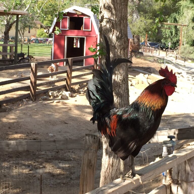 victory ranch baptist camp moreno valley