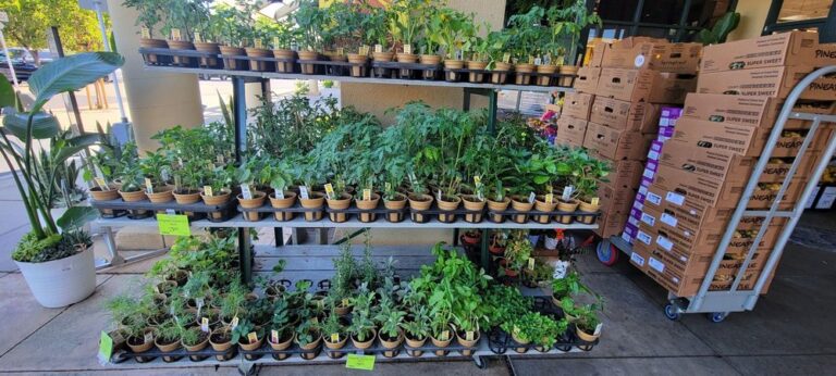 whole foods market san ramon 2