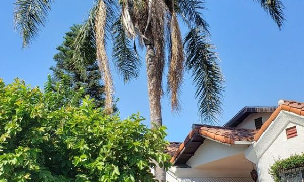 acevedo tree service los angeles 5