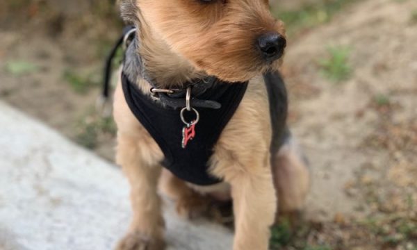 ambassador dog and cat hospital los angeles