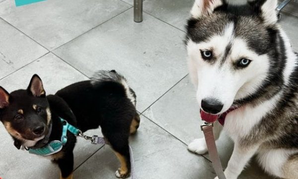 angel city animal hospital los angeles