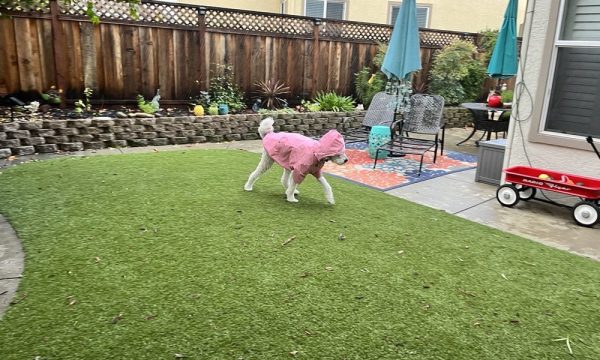 artificial grass pros san ramon 4