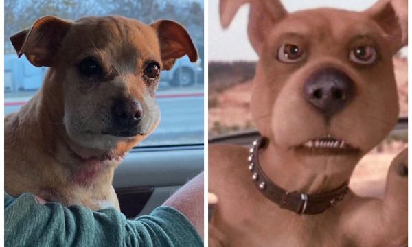 banning veterinary hospital banning