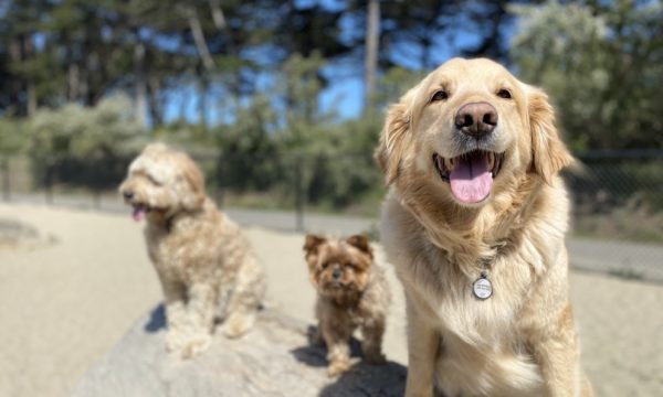 bark to breakers san francisco
