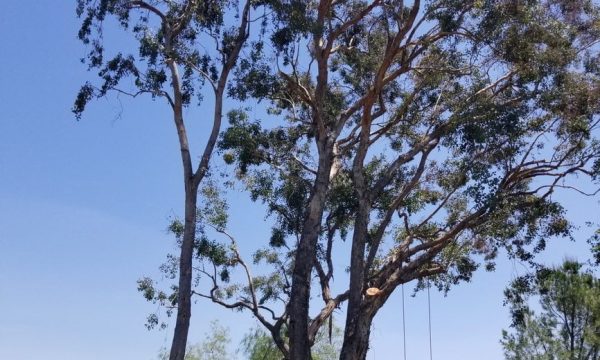 california arbor care chino