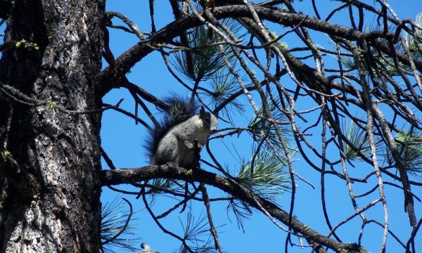 camp maranatha idyllwild