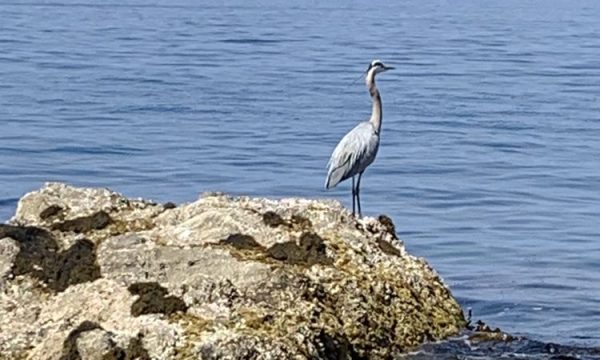 campus by the sea avalon