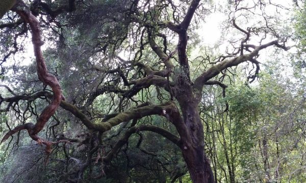 daybreak camp felton