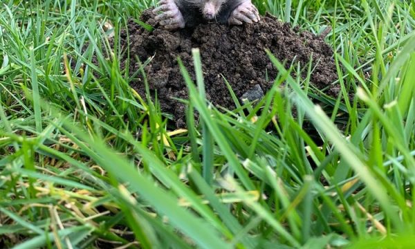 gingrich horticulture service concord 8