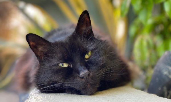 harbor animal hospital torrance