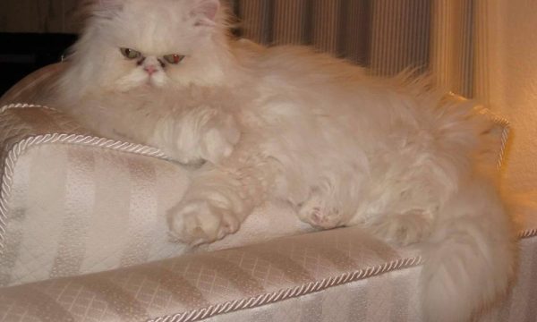 laguna hills animal hospital laguna hills