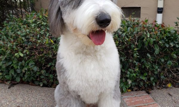 madelines pet care santa clara