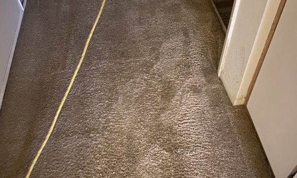 my carpet cleaning guy murrieta