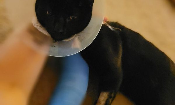 oak glen animal hospital yucaipa