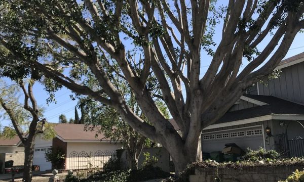 petersons tree works orange