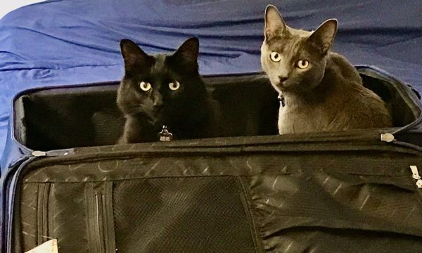 rancho park veterinary clinic los angeles