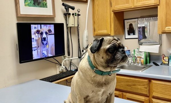 santa clara pet hospital santa clara