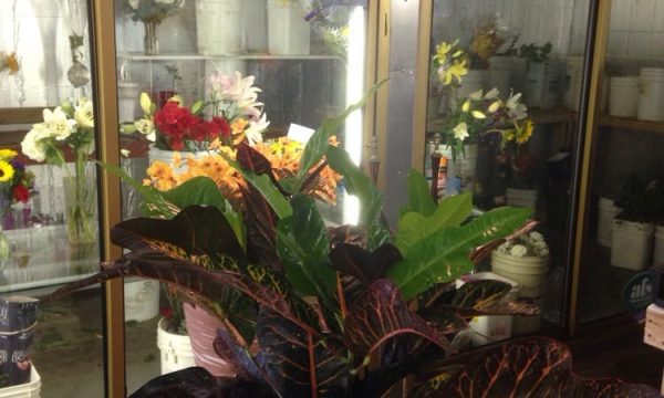 serrano flowers riverside